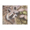 Racoon Post Card