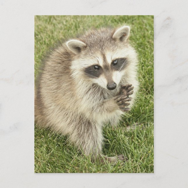 Racoon Postcard (Front)
