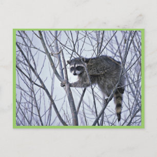 Racoon Postcard