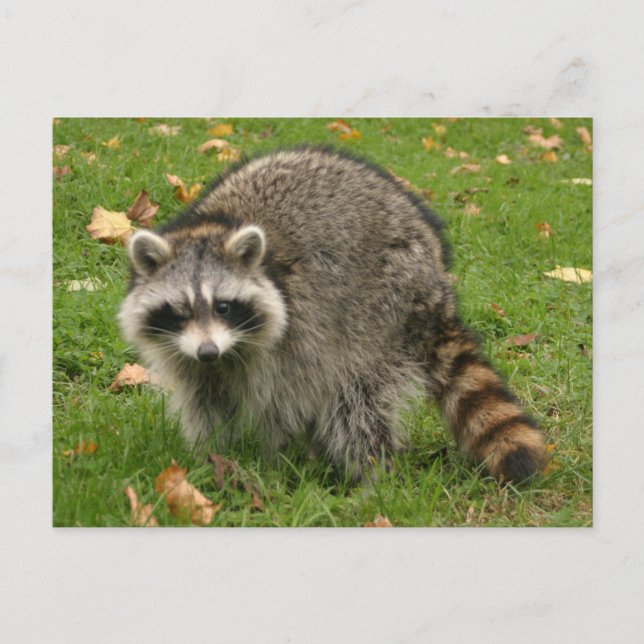 Racoon Postcard (Front)