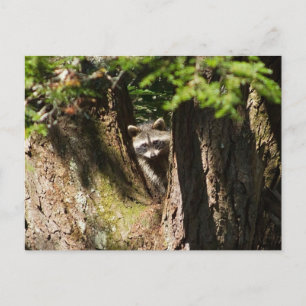 Racoon Postcard