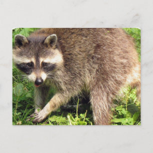 Racoon Postcard