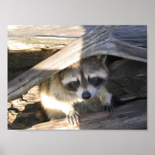 racoon poster
