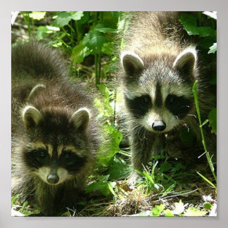 Racoon Poster Print