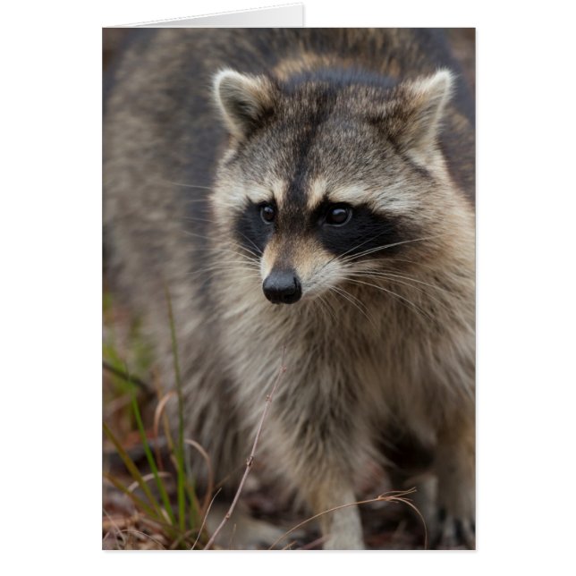 Racoon, Procyon lotor, Florida (Front)
