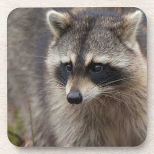 Racoon, Procyon lotor, Florida Coaster