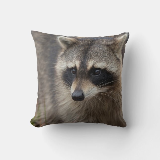 Racoon, Procyon lotor, Florida Cushion (Front)