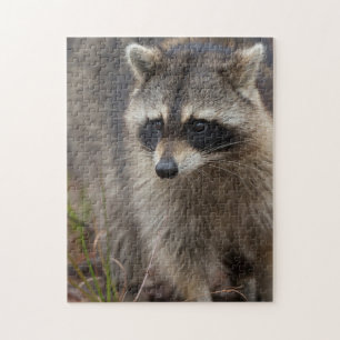 Racoon, Procyon lotor, Florida Jigsaw Puzzle