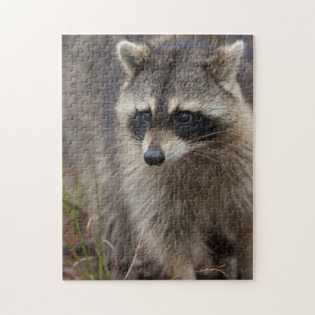 Racoon, Procyon lotor, Florida Jigsaw Puzzle (Vertical)