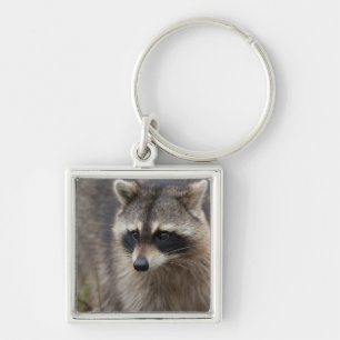 Racoon, Procyon lotor, Florida Key Ring
