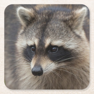Racoon, Procyon lotor, Florida Square Paper Coaster