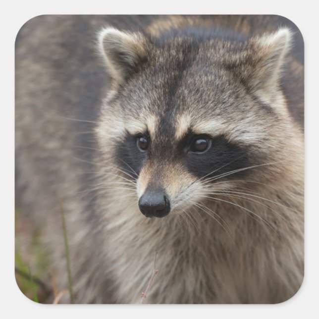 Racoon, Procyon lotor, Florida Square Sticker (Front)