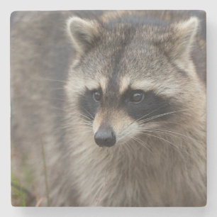 Racoon, Procyon lotor, Florida Stone Coaster