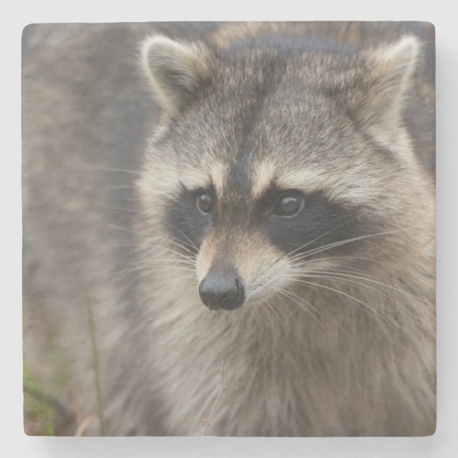 Racoon, Procyon lotor, Florida Stone Coaster (Front)