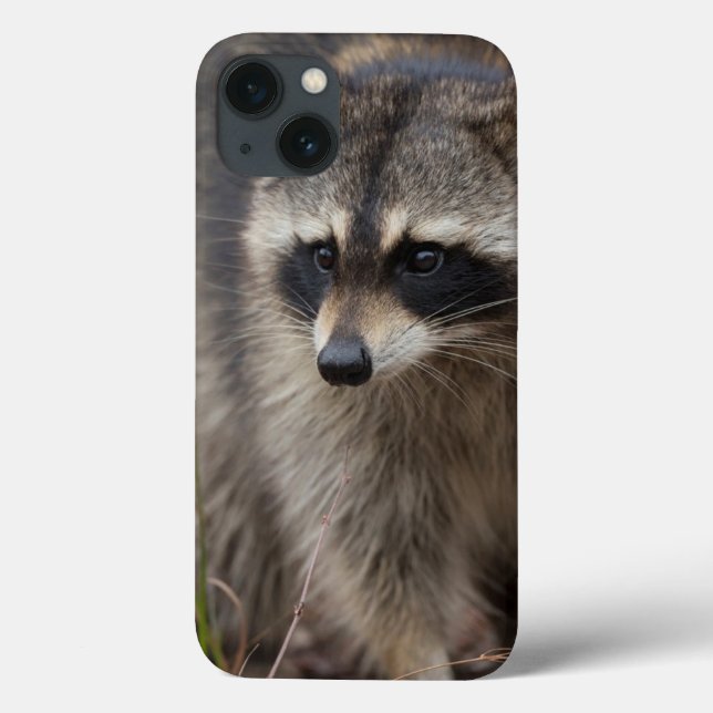 Racoon, Procyon lotor, Florida, USA 1 Case-Mate iPhone Case (Back)