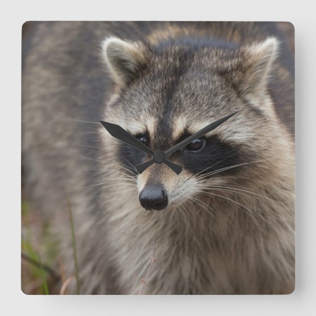 Racoon, Procyon lotor, Florida, USA 1 Square Wall Clock (Front)