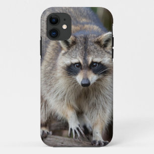 Racoon, Procyon lotor, Florida, USA 2 Case-Mate iPhone Case
