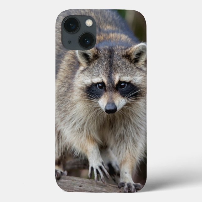 Racoon, Procyon lotor, Florida, USA 2 Case-Mate iPhone Case (Back)