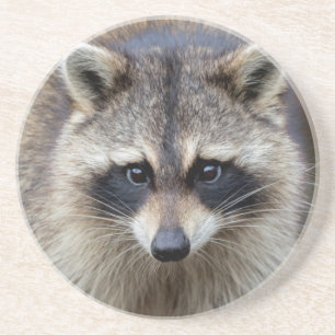 Racoon, Procyon lotor, Florida, USA 2 Coaster