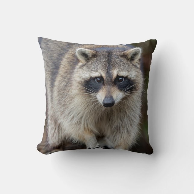 Racoon, Procyon lotor, Florida, USA 2 Cushion (Front)
