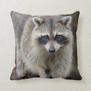 Racoon, Procyon lotor, Florida, USA 2 Cushion