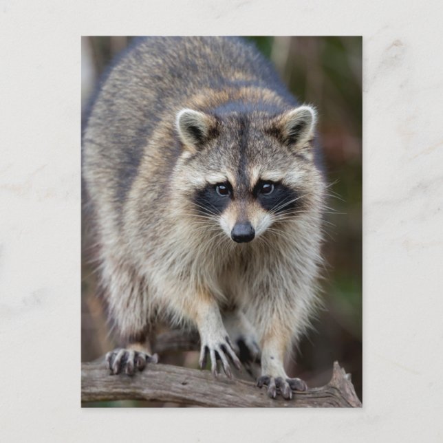 Racoon, Procyon lotor, Florida, USA 2 Postcard (Front)