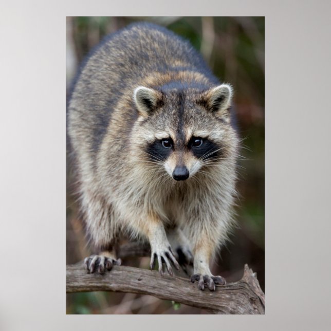 Racoon, Procyon lotor, Florida, USA 2 Poster (Front)
