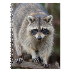 Racoon, Procyon lotor, Florida, USA 2 Spiral Notebook