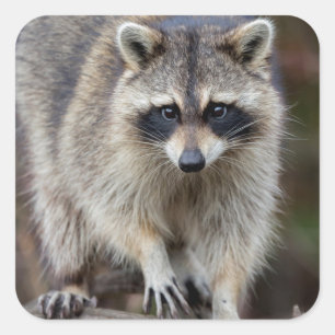 Racoon, Procyon lotor, Florida, USA 2 Square Sticker