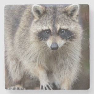 Racoon, Procyon lotor, Florida, USA 2 Stone Coaster