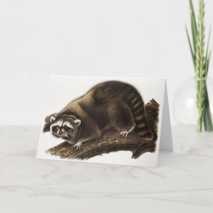Racoon (Procyon lotor) Illustration Card