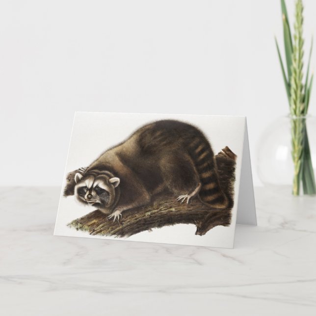 Racoon (Procyon lotor) Illustration Card (Front)