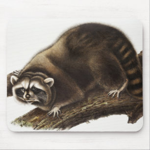 Racoon (Procyon lotor) Illustration Mouse Pad