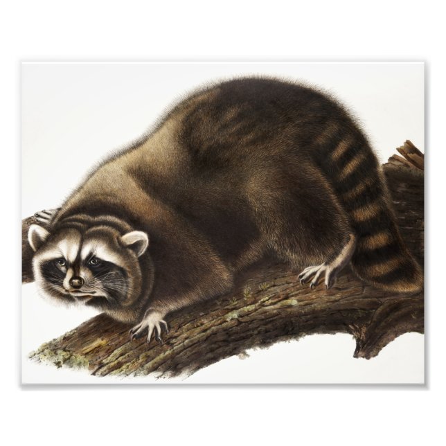 Racoon (Procyon lotor) Illustration Photo Print (Front)