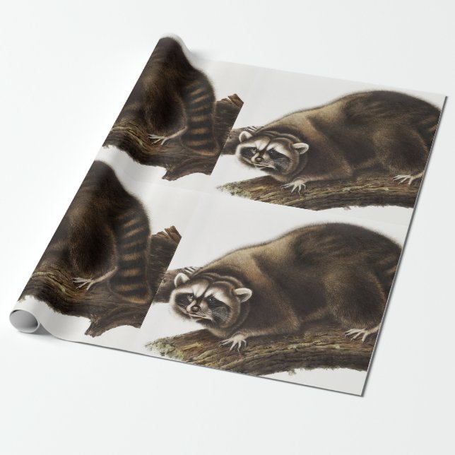 Racoon (Procyon lotor) Illustration Wrapping Paper (Unrolled)