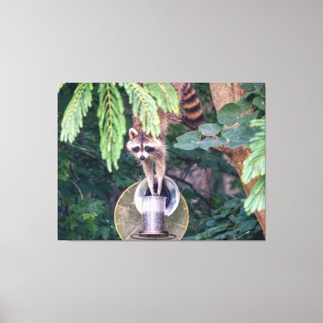 Racoon Raiding the Bird Feeder Canvas Print (Front)
