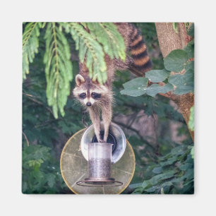 Racoon Raiding the Bird Feeder Magnet