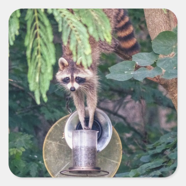 Racoon Raiding the Bird Feeder Square Sticker (Front)