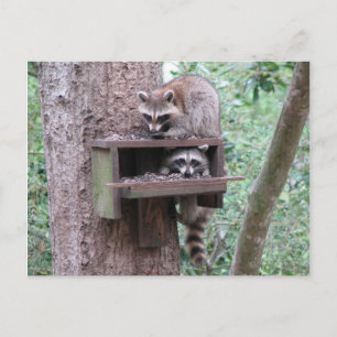 Racoon Rascals Postcard