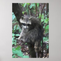 Racoon Release