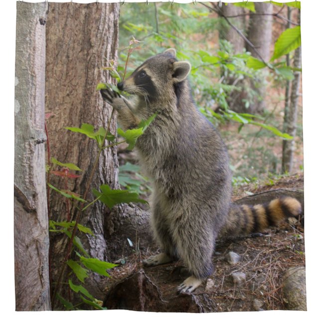Racoon shower curtain (Front)
