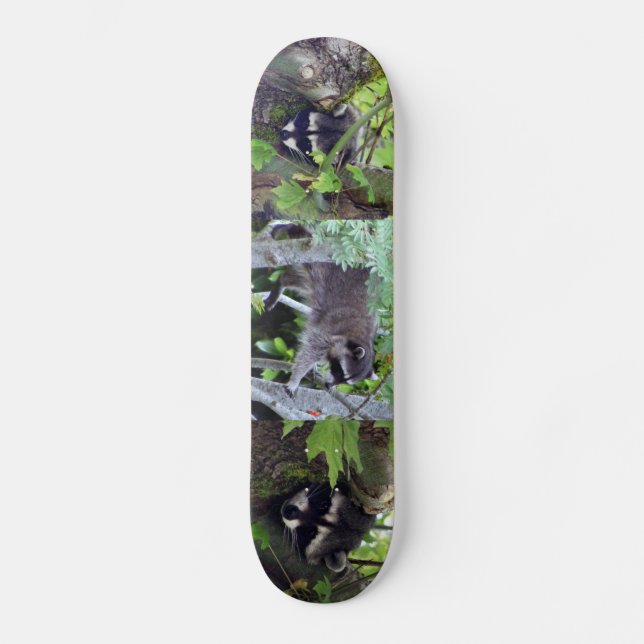 Racoon Skateboard (Front)