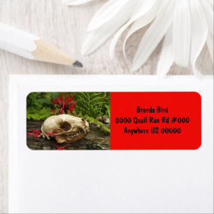 Racoon skull old log with ferns and red Monarda