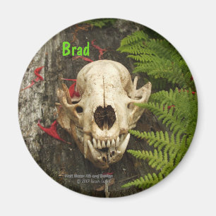 Racoon skull old log with ferns and red Monarda Magnet