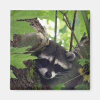 Racoon sqr.