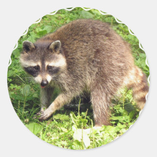 Racoon Stickers