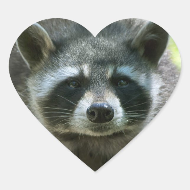 Racoon Stickers (Front)
