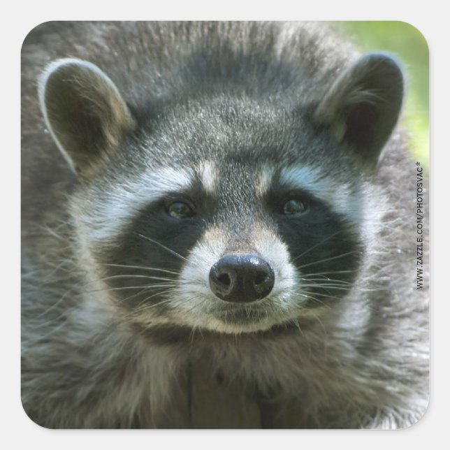 Racoon Stickers (Front)