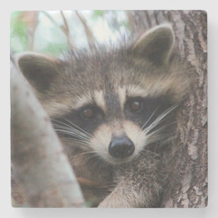Racoon Stone Coaster