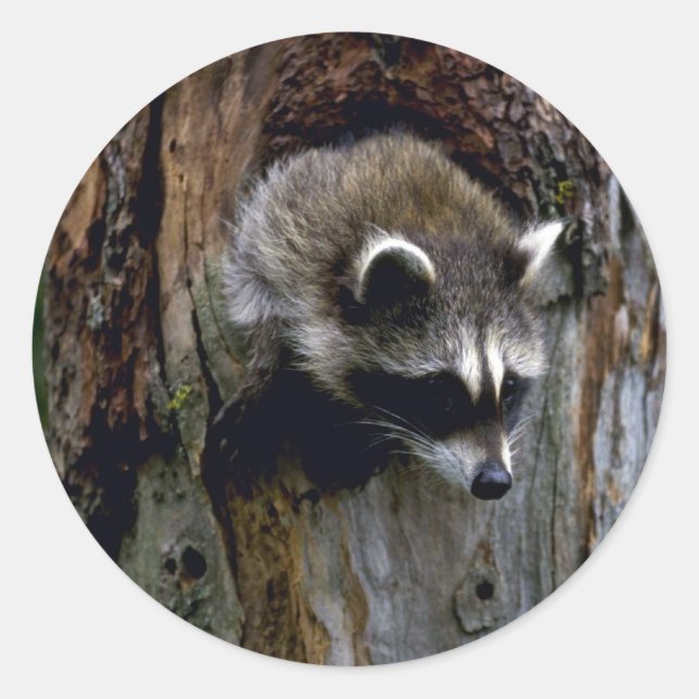 Racoon-Summer-youngster in hollow tree Classic Round Sticker (Front)
